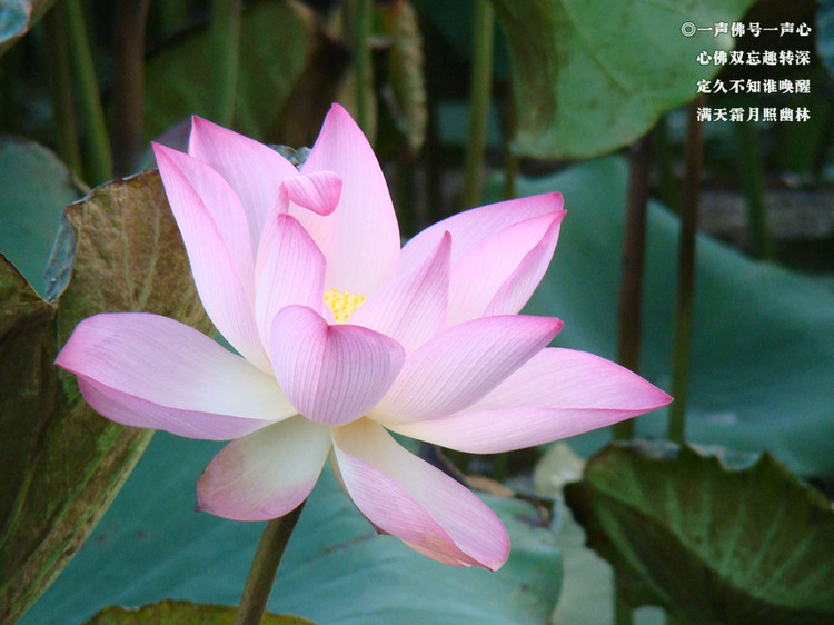 素食与新健康—养心篇